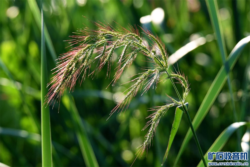 DSC_1457__.jpg