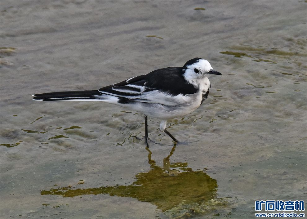 DSC_7507_.jpg