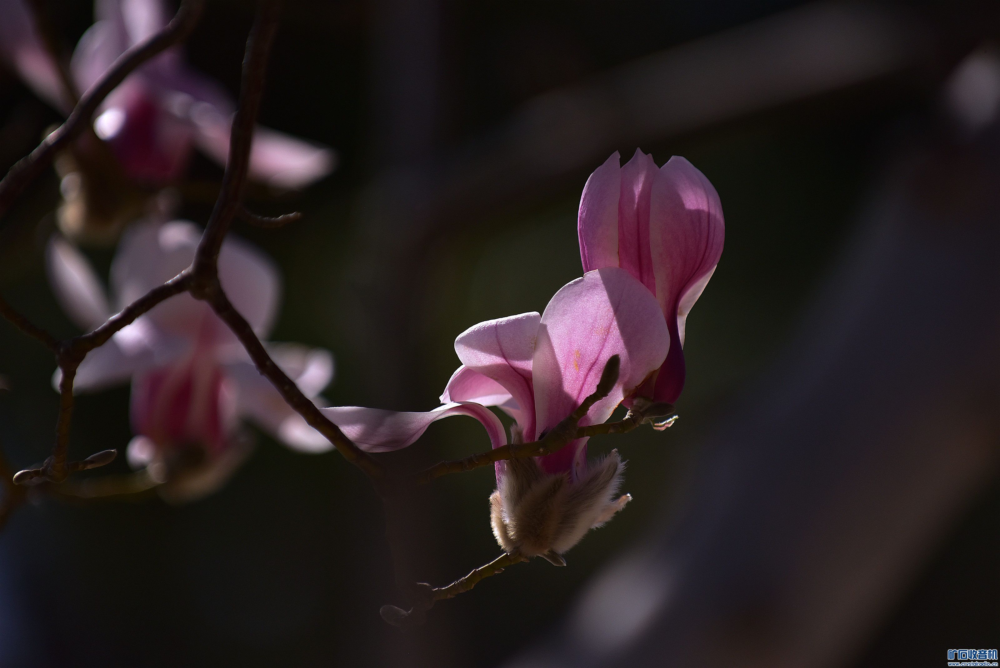 DSC_3843_@29.jpg