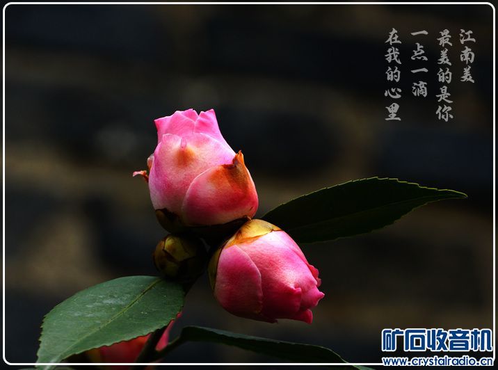 DSC08375.JPG
