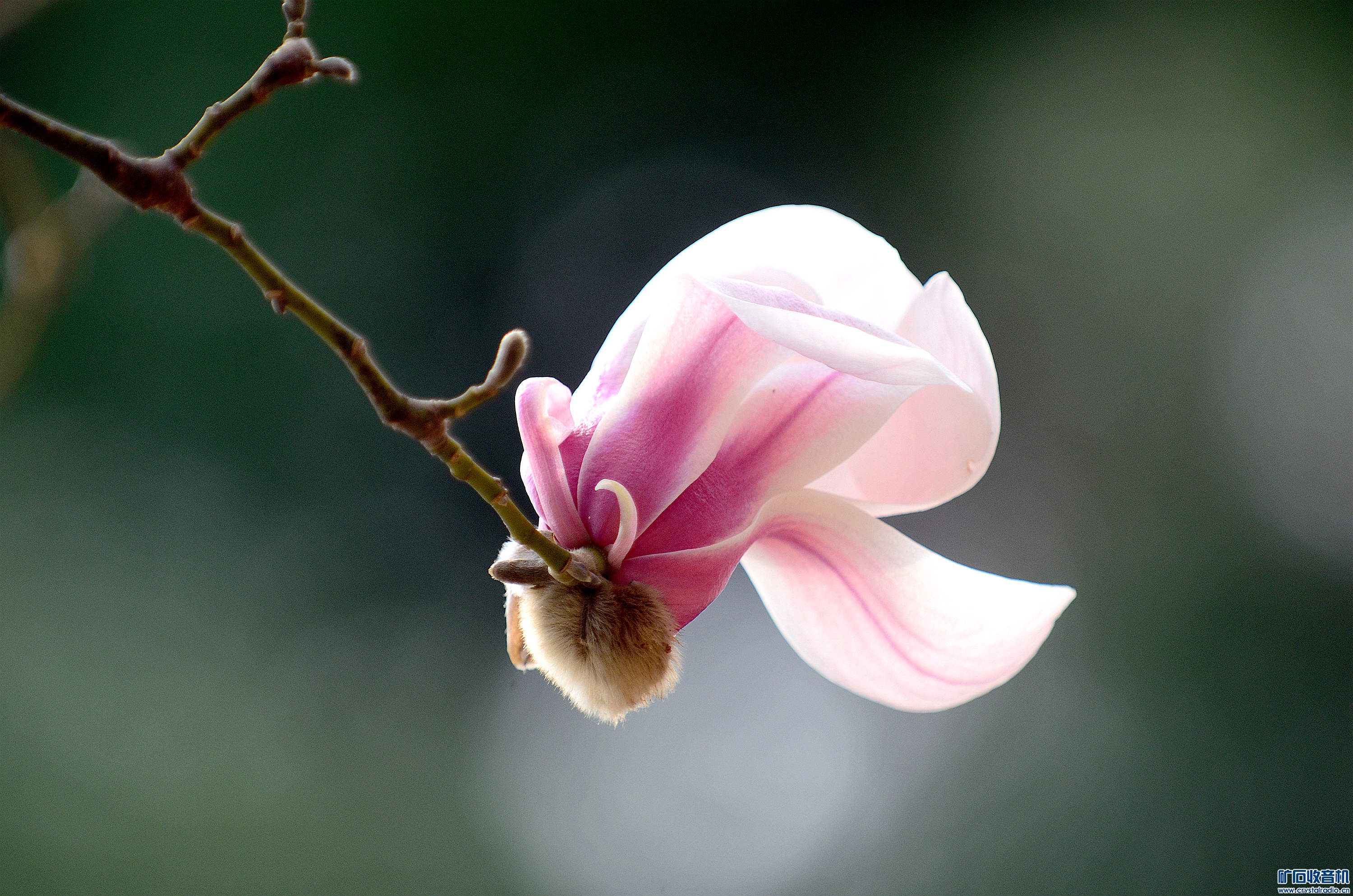 DSC_9930_D@03.jpg