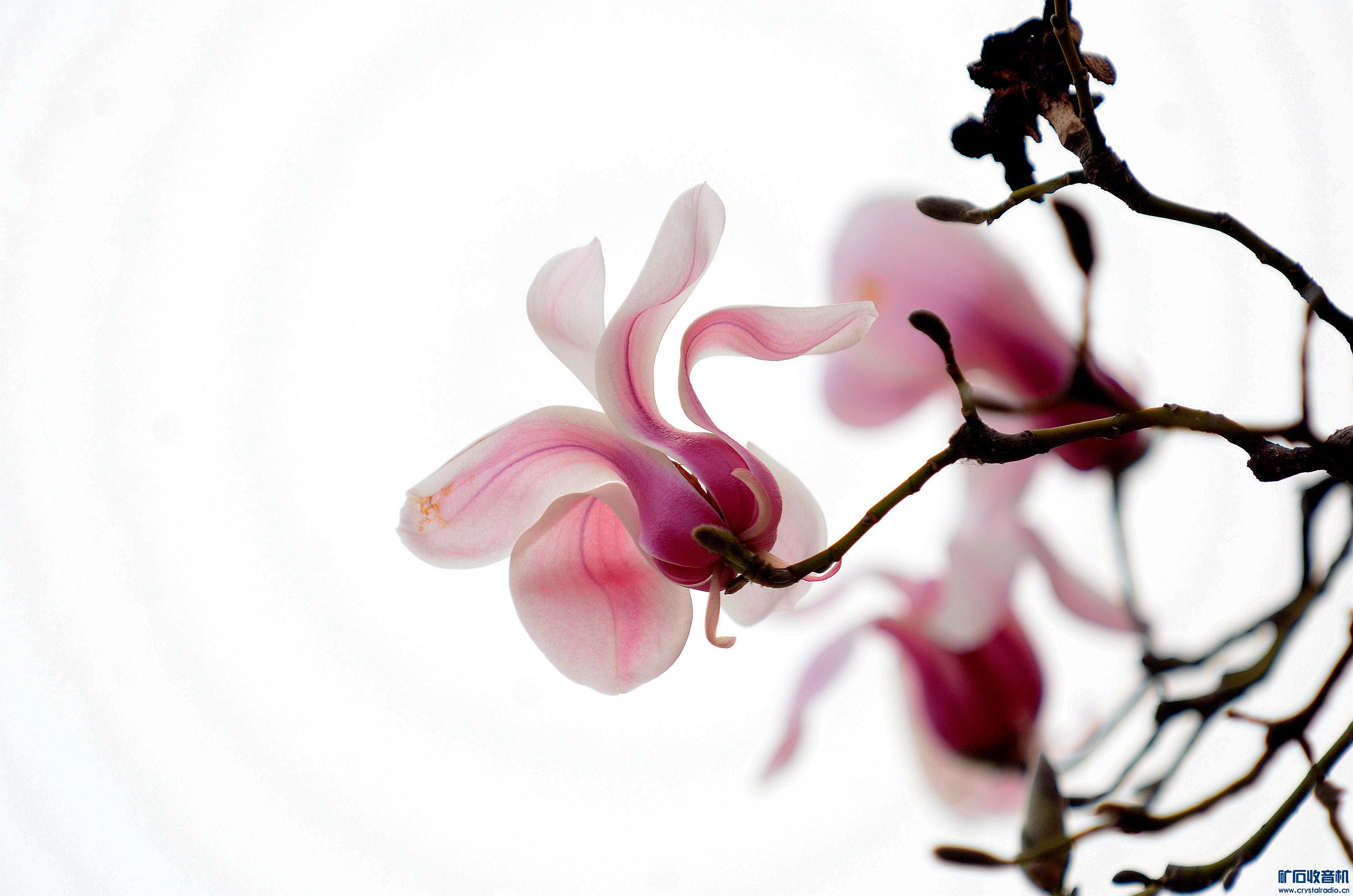 DSC_9930_D@10.jpg