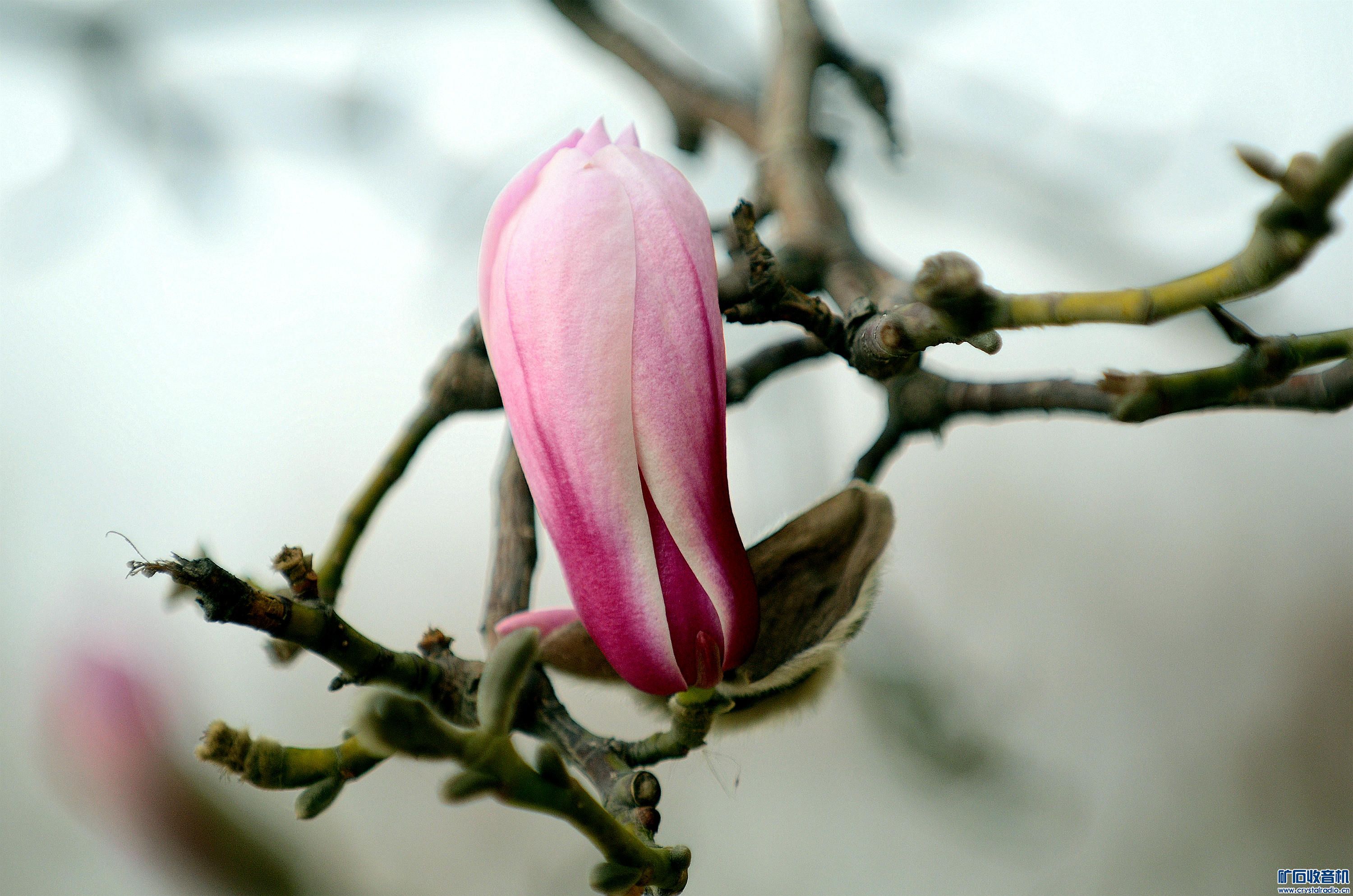 DSC_9930_D@11.jpg
