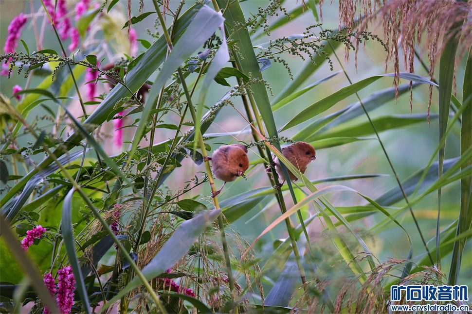 DSC_2339_.jpg