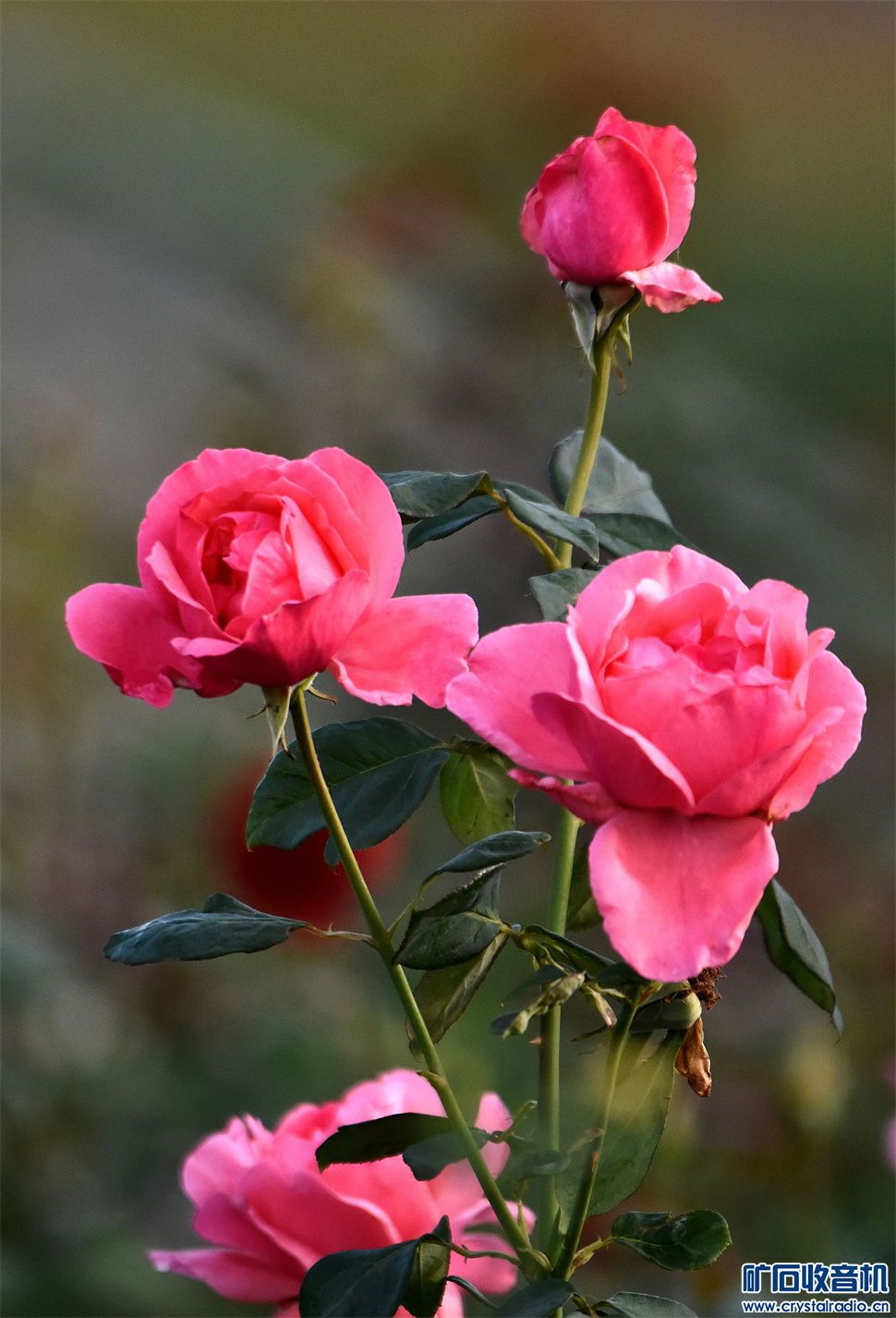 DSC_7962__1.jpg