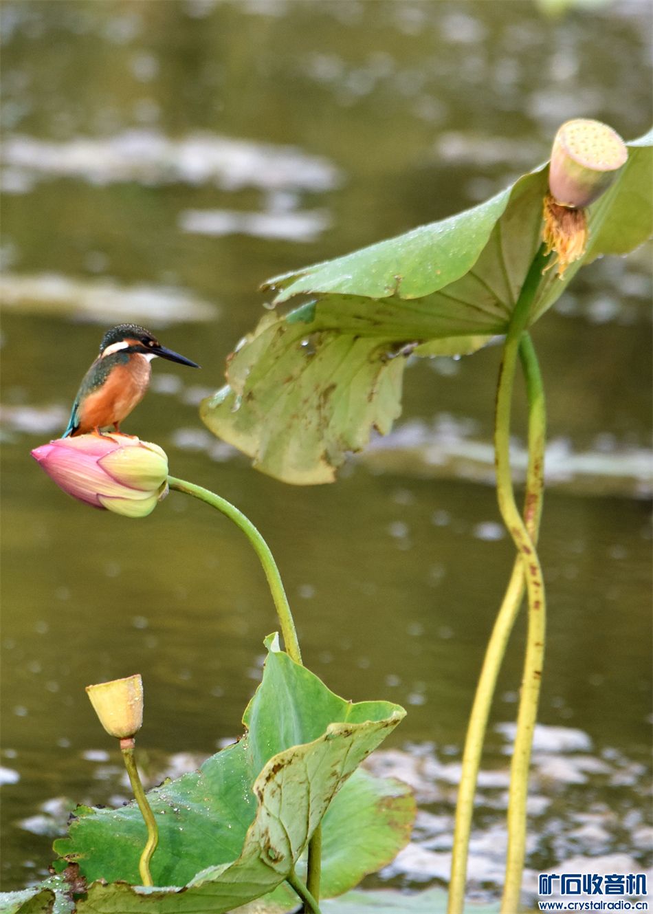 DSC_9266__.jpg