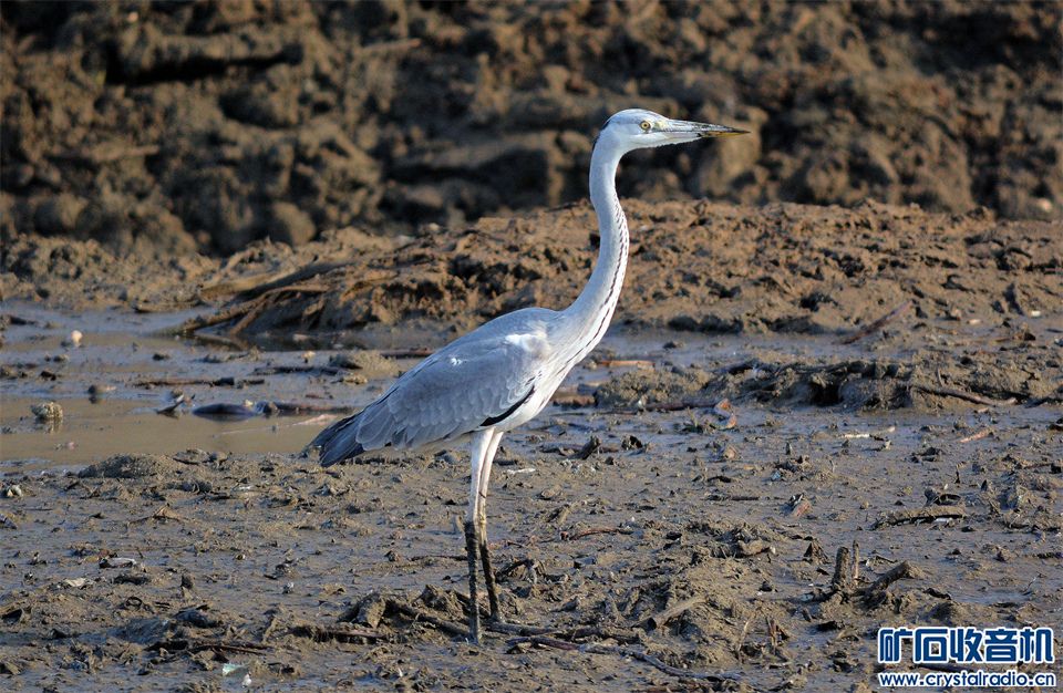 DSC_8295___.jpg