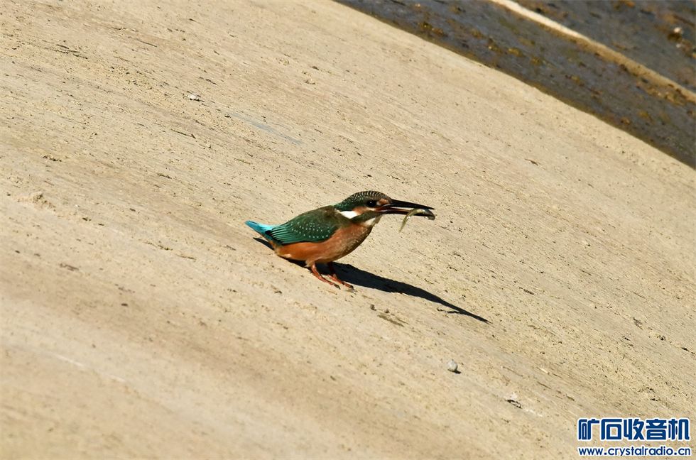 DSC_7169_.jpg