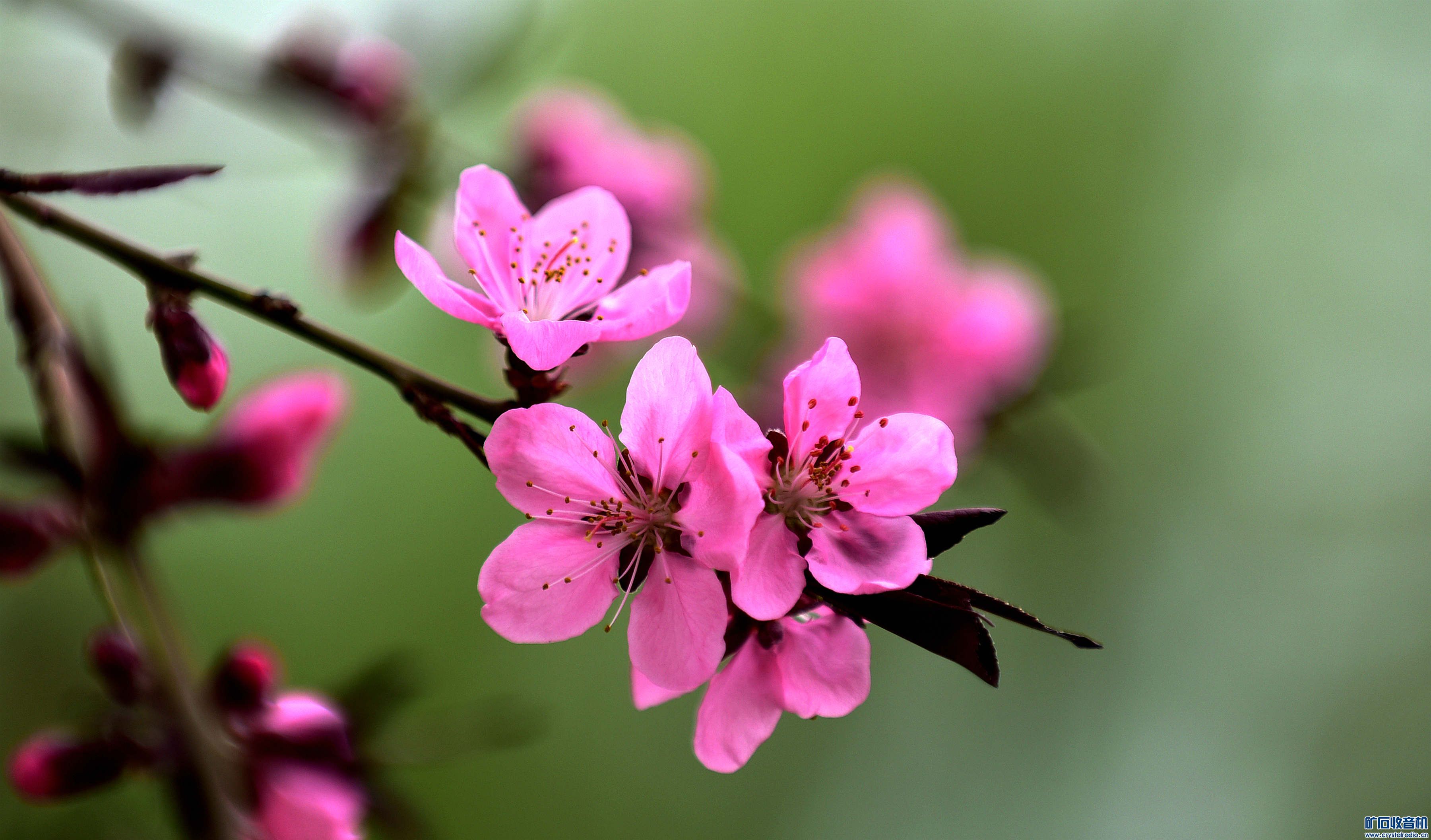 DSC_4632_@10.jpg