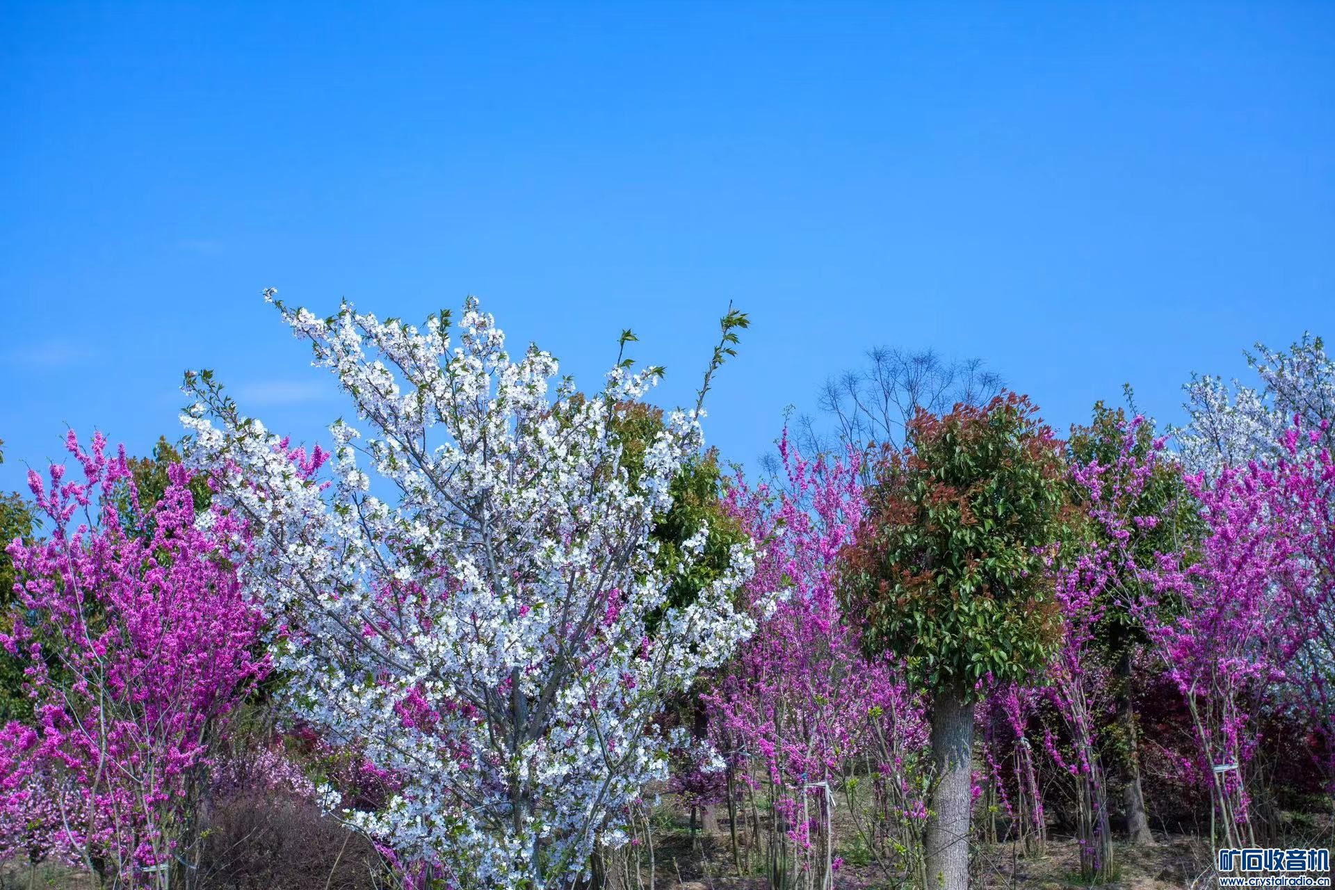 07C63224-44E3-4697-A65E-749353BC3096.jpeg