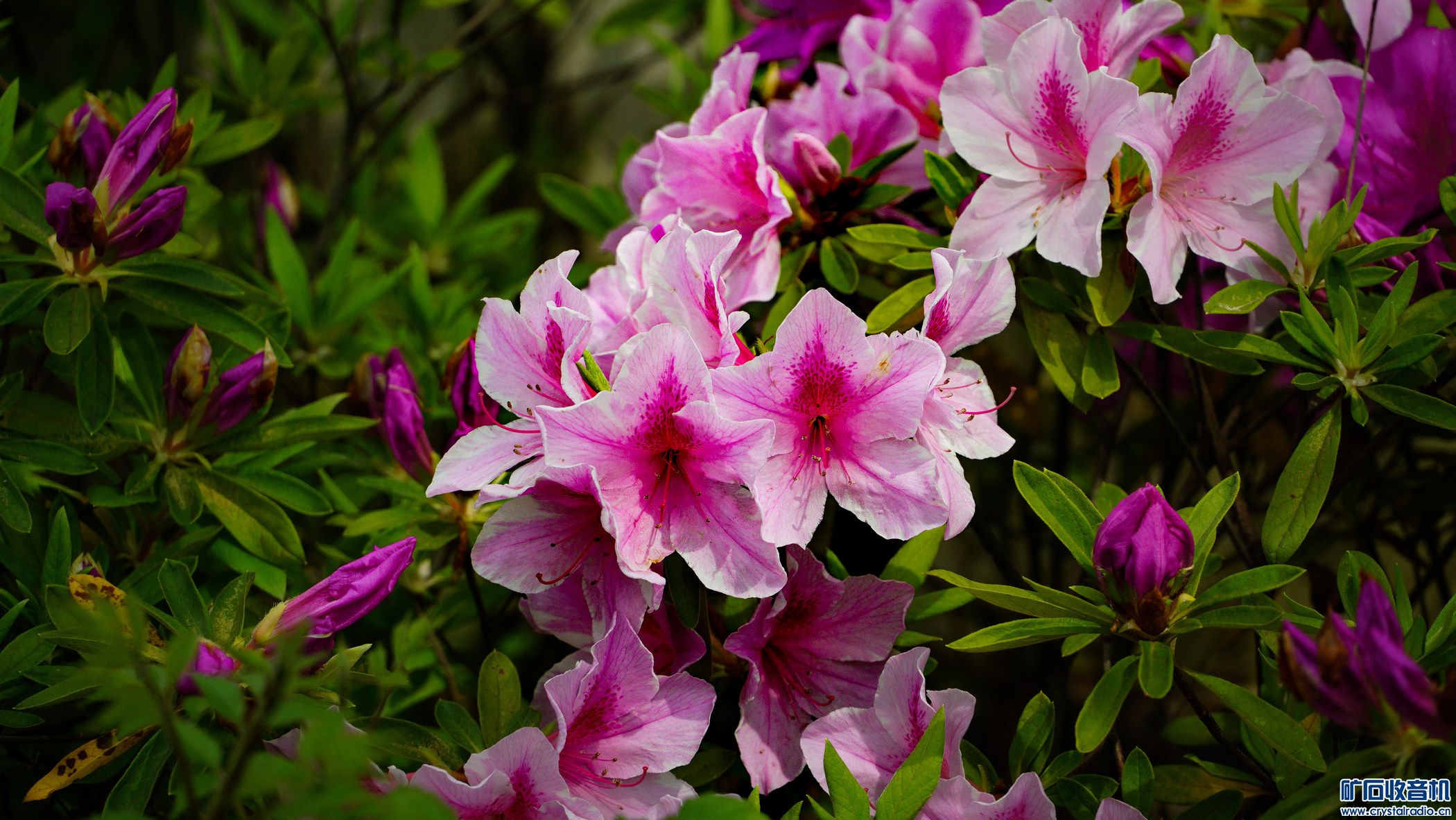 20140117-DSC01420.jpg