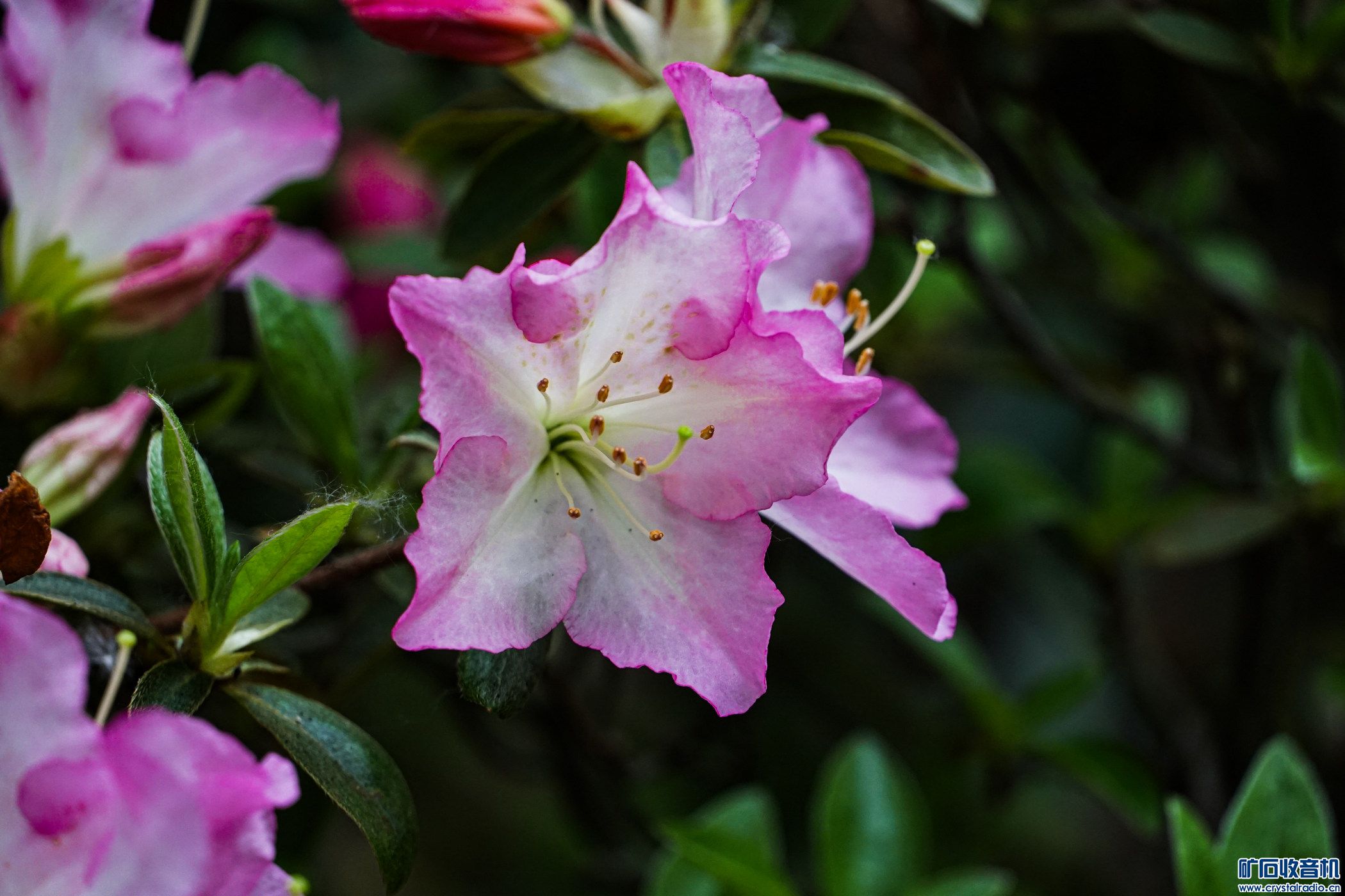 20240416-DSC01805-2.jpg
