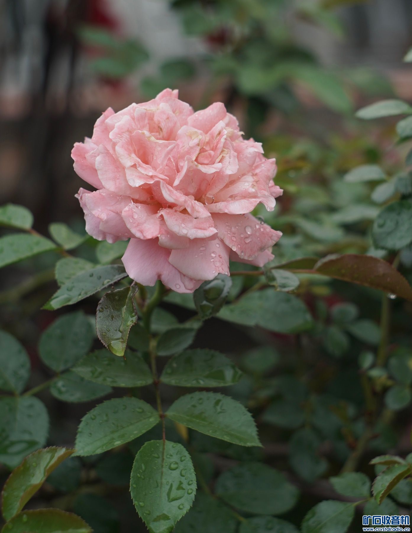 62FB3026-49EE-47B3-B0D7-1AD8BA188DE5.jpeg