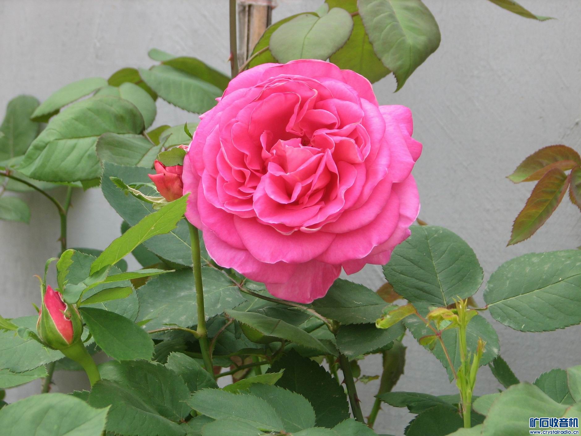 IMG_3351.jpg.1.jpg