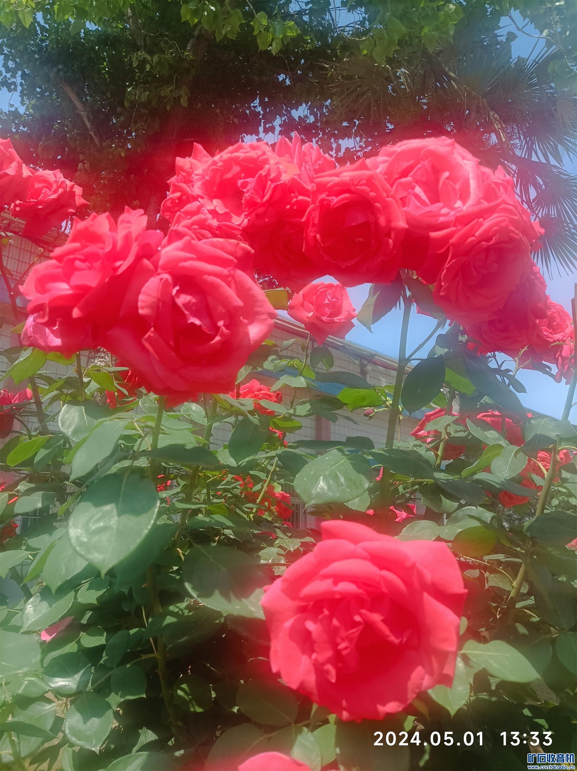 ½ļ (2)1714543010548.jpg