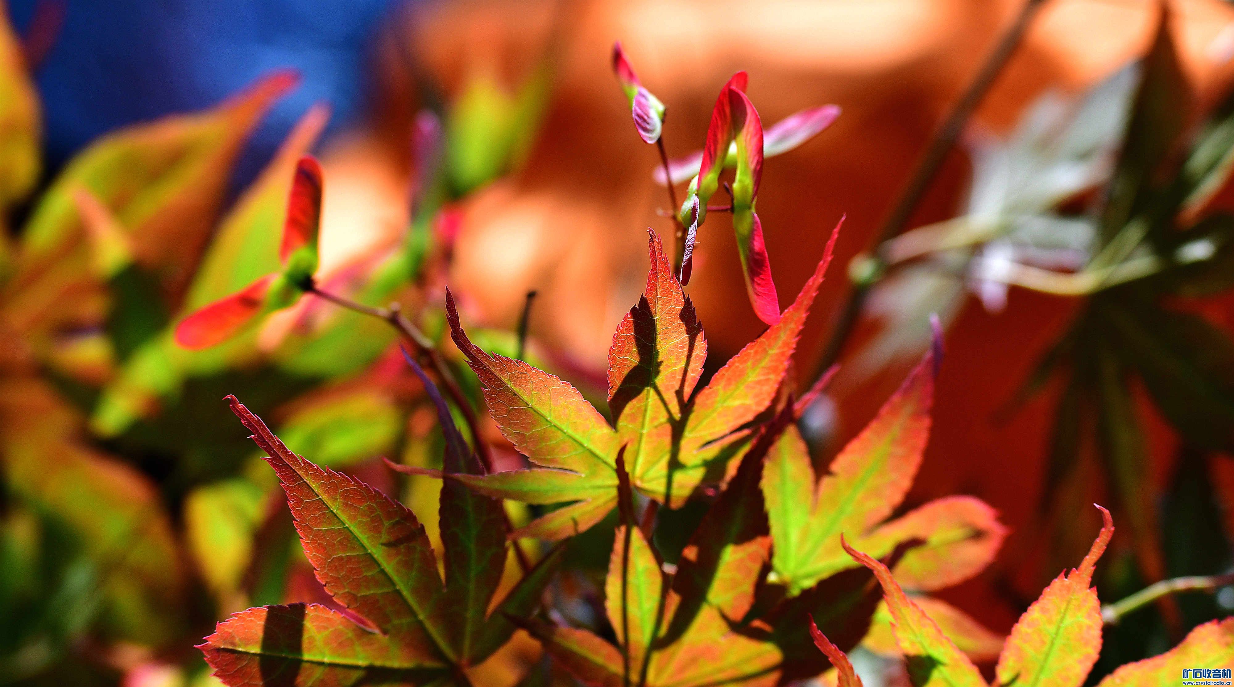 DSC_1616_.jpg