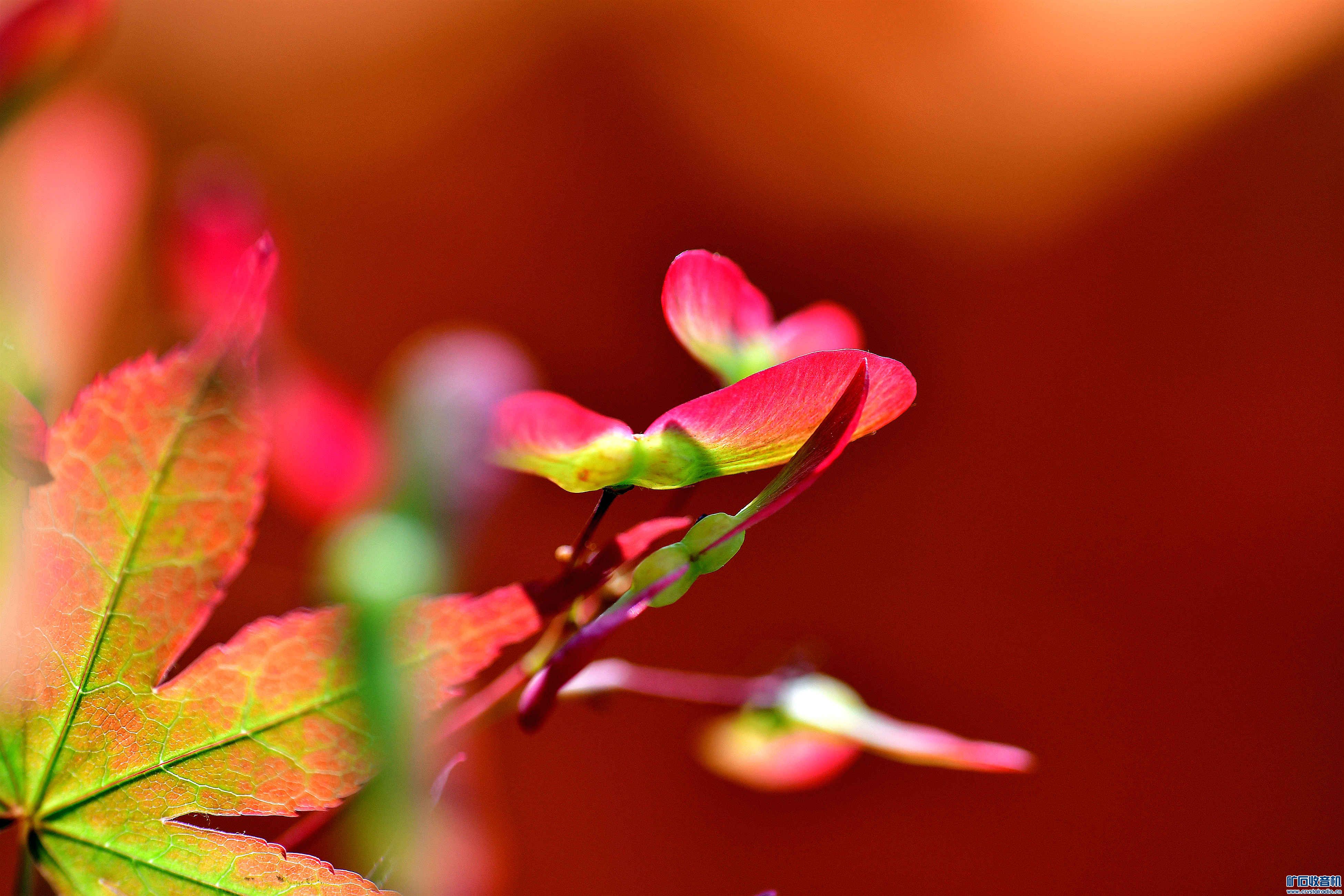 DSC_1620_.jpg