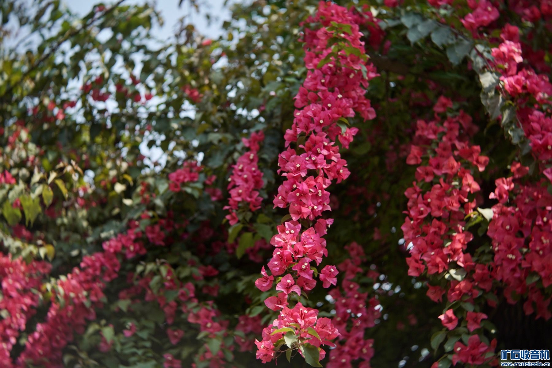 C8163AE9-7C2E-489E-BF0B-15D3480C370A.jpeg