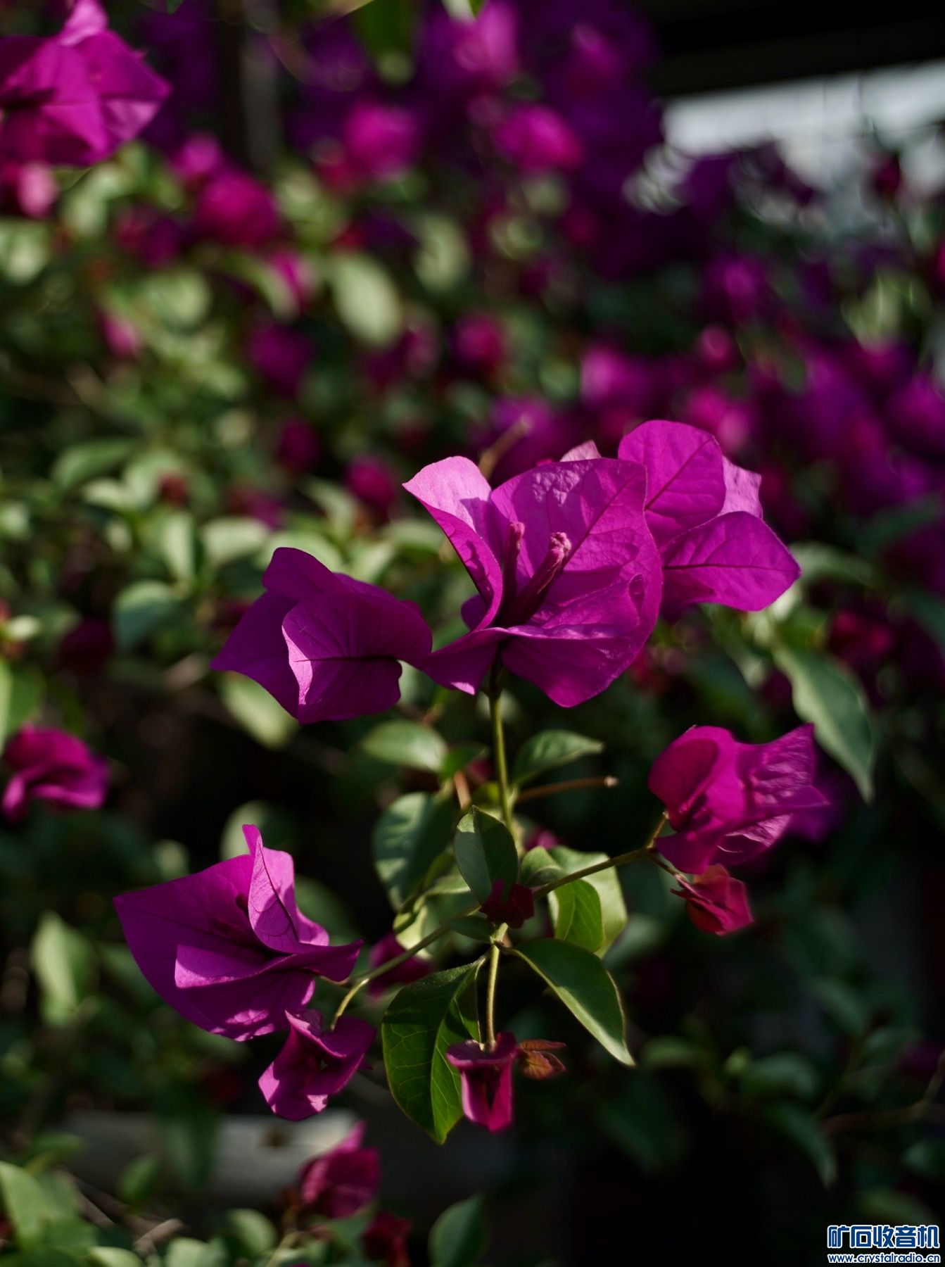 63052504-71FF-44B2-BB31-7D7C556AFF2D.jpeg