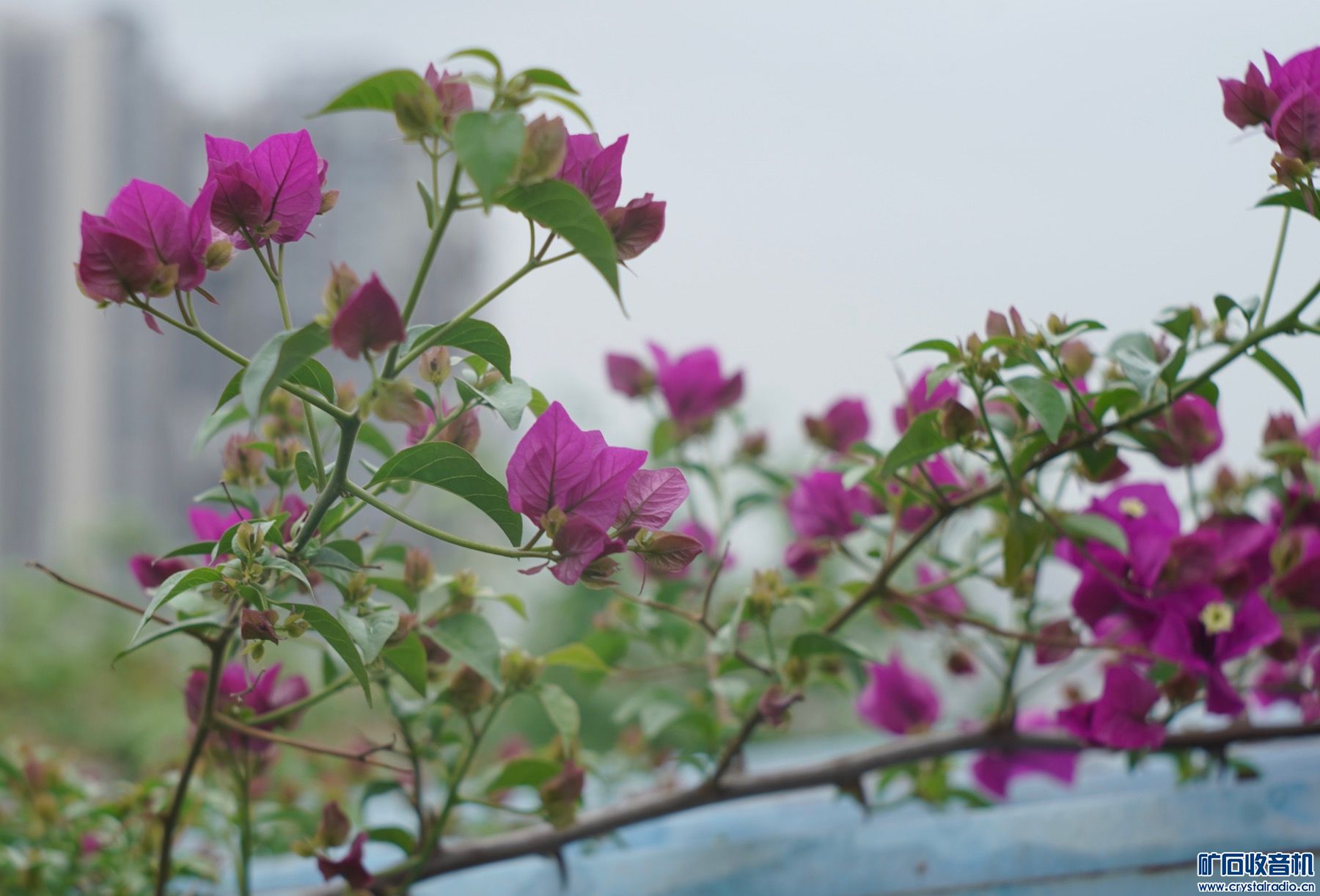 20F8531D-14EC-4D12-8CB4-15E3F0F661A9.jpeg