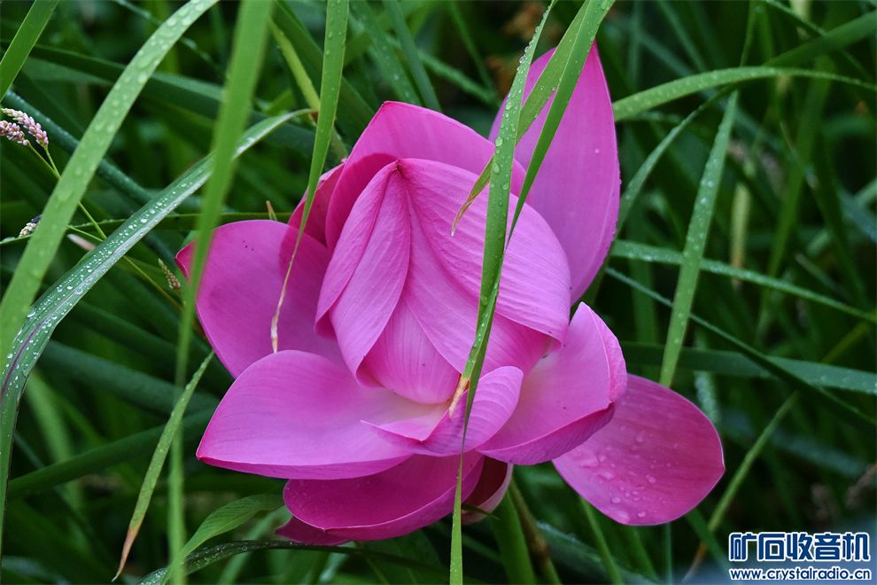DSC_3827__.jpg
