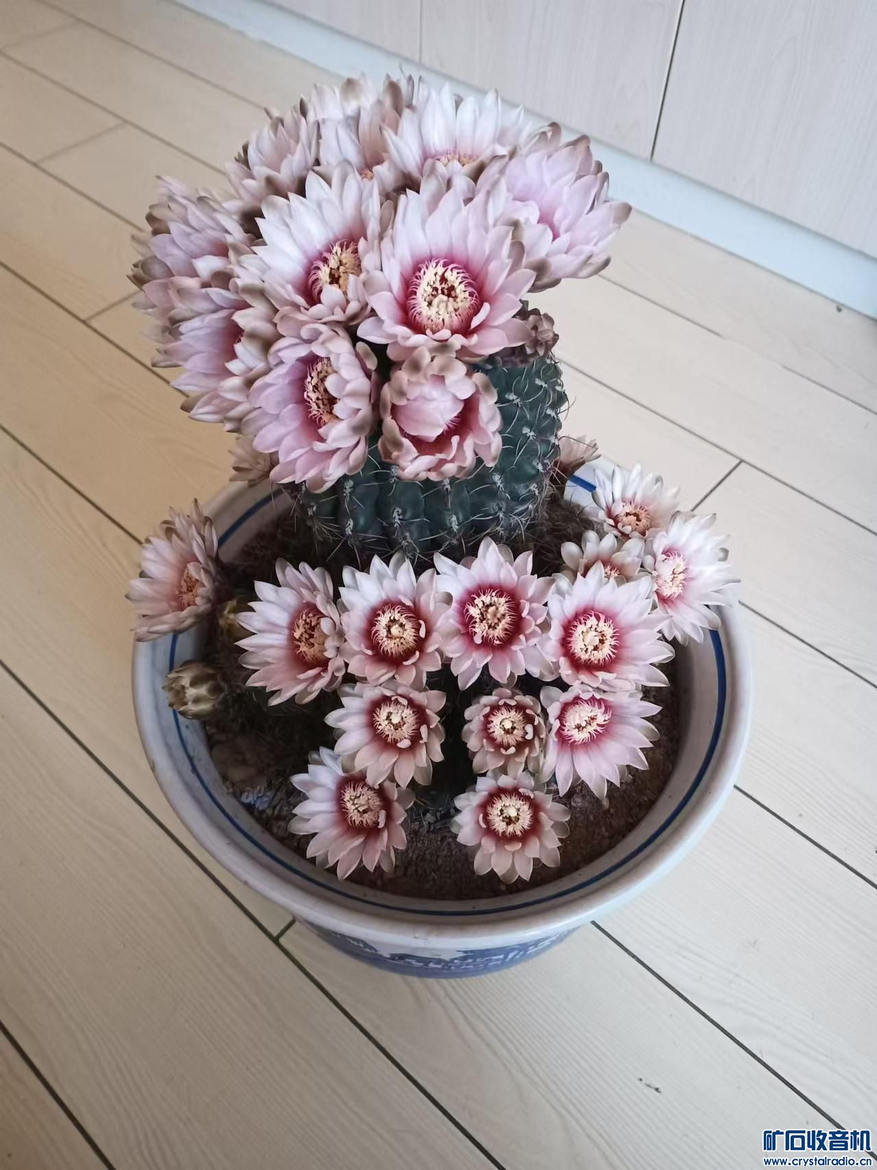 系