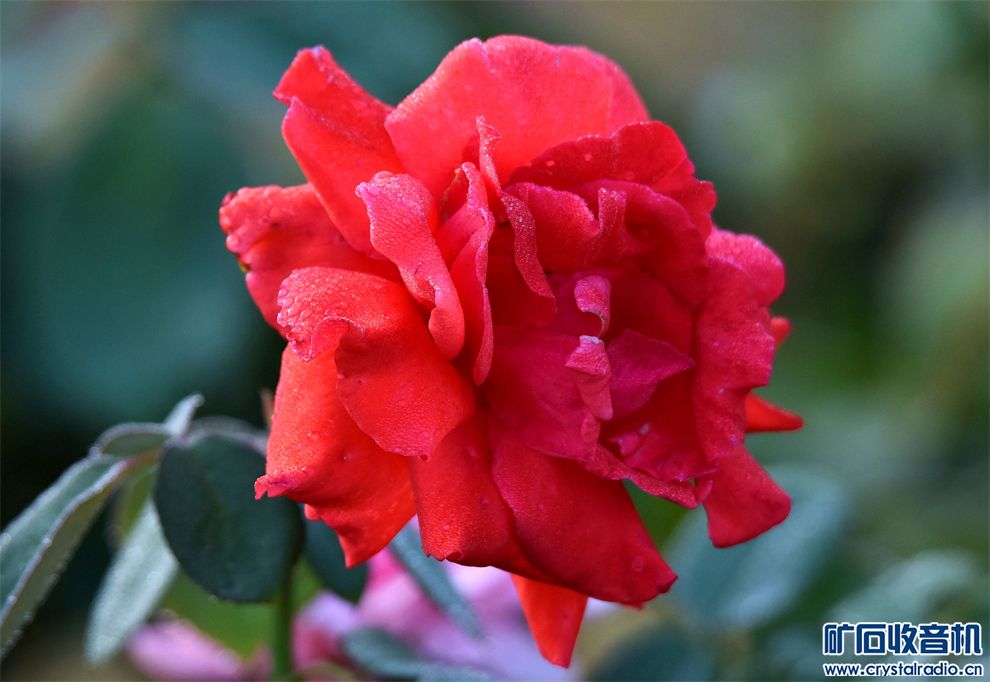 DSC_6109__.jpg