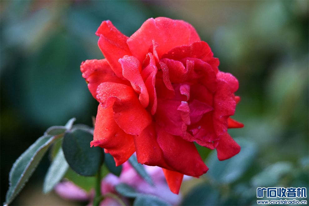 DSC_6110__.jpg