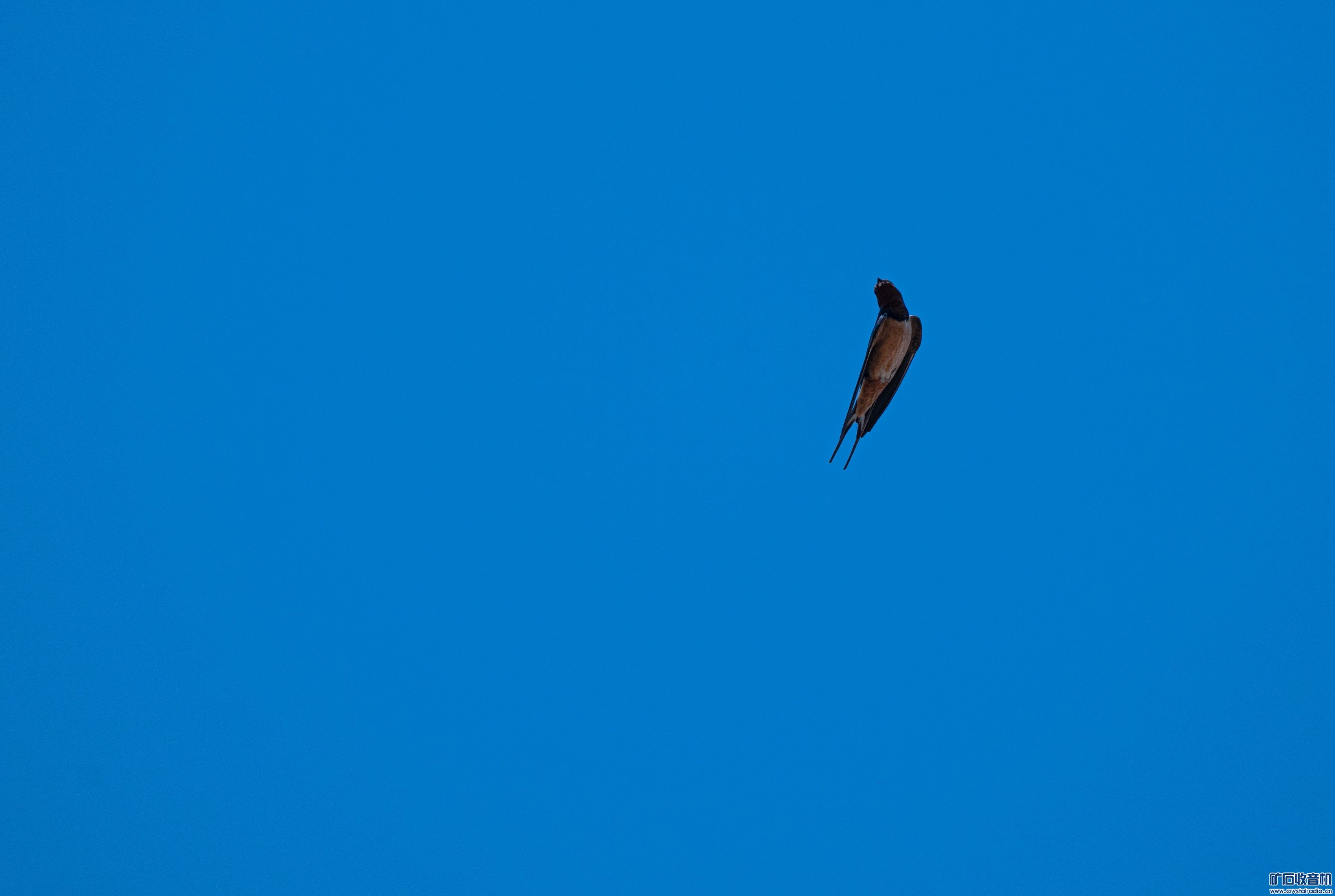 DSC_4600 _.jpg