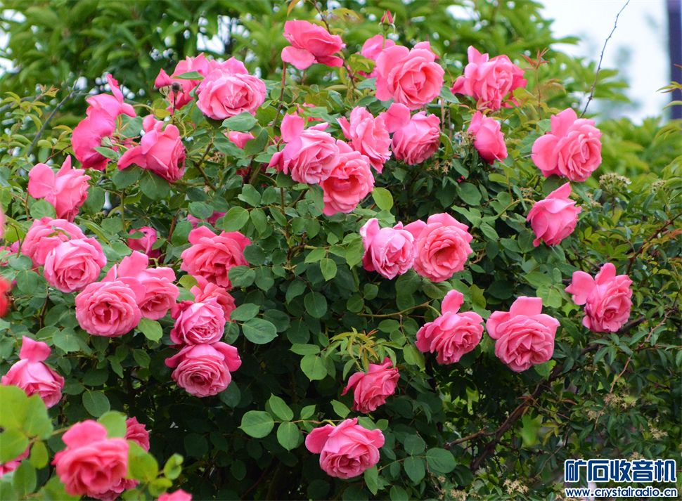 DSC_4969__.jpg