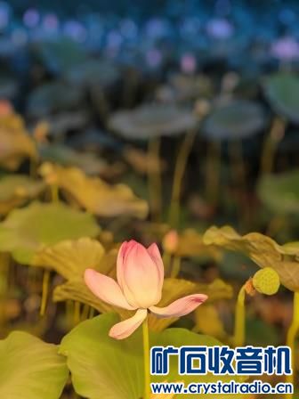 IMG_20240628_203249.jpg
