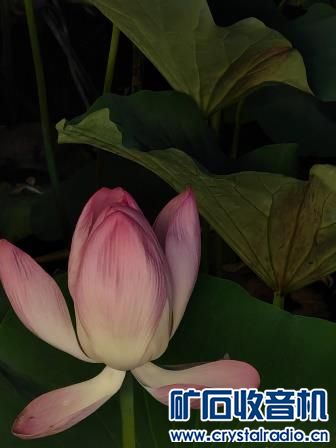 IMG_20240628_203230.jpg