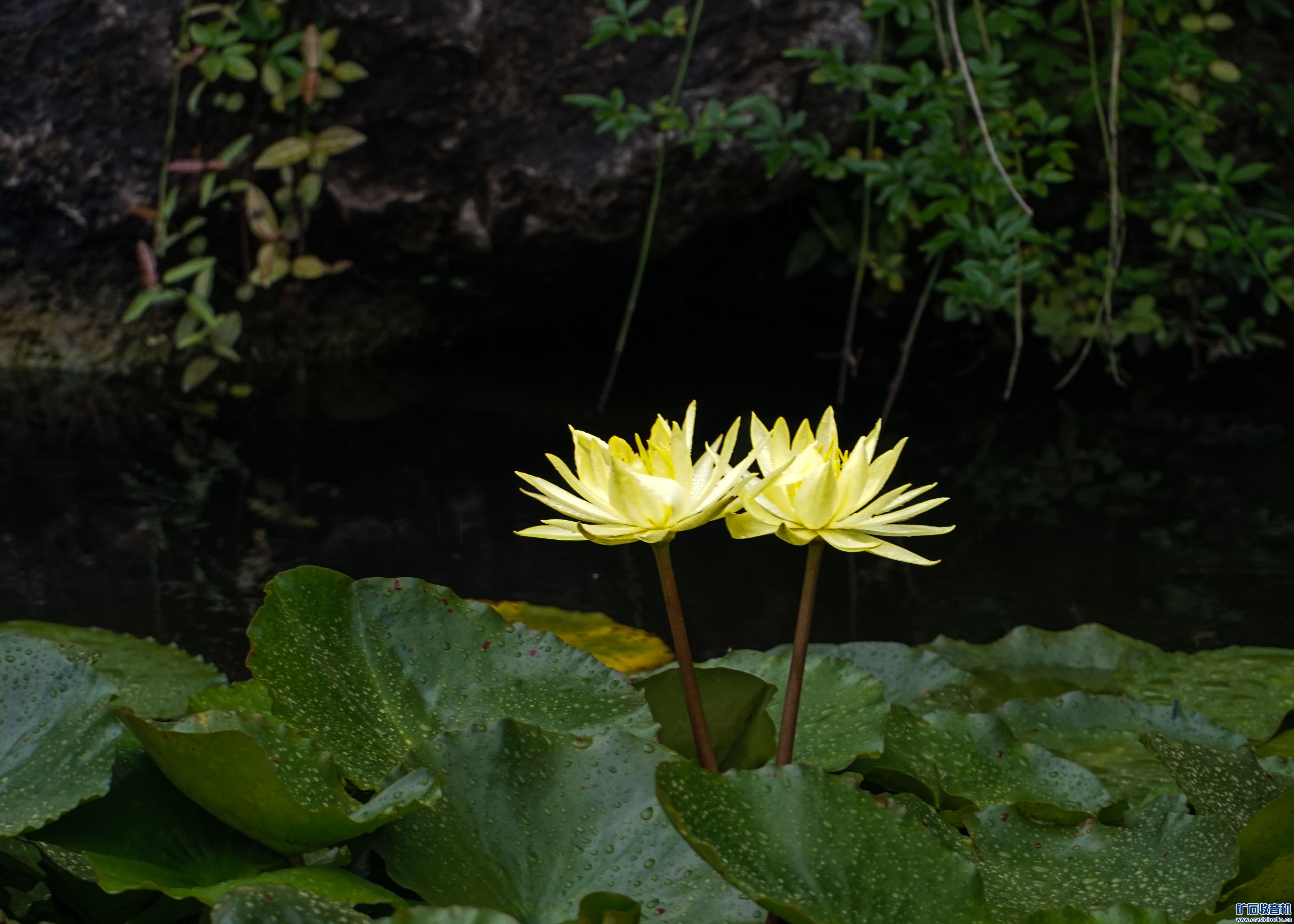 DSC06898-2.jpg