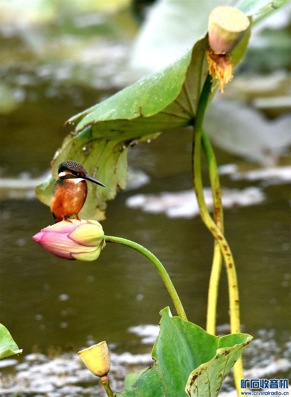 DSC_9339__.jpg