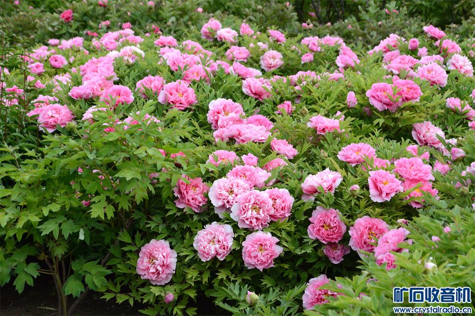 DSC_4859__.jpg