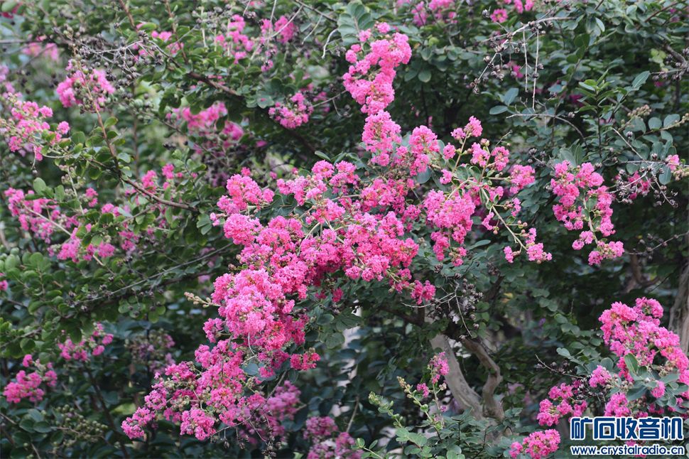 DSC_5227__.jpg