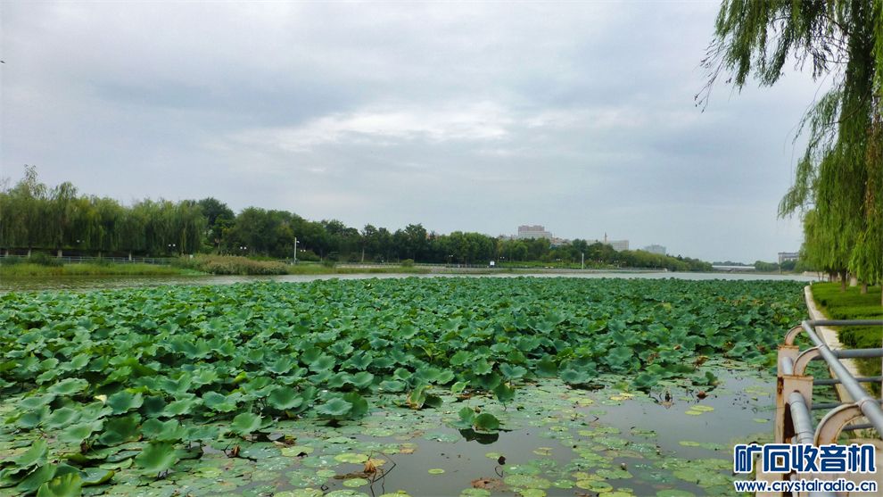 P1000247_.jpg