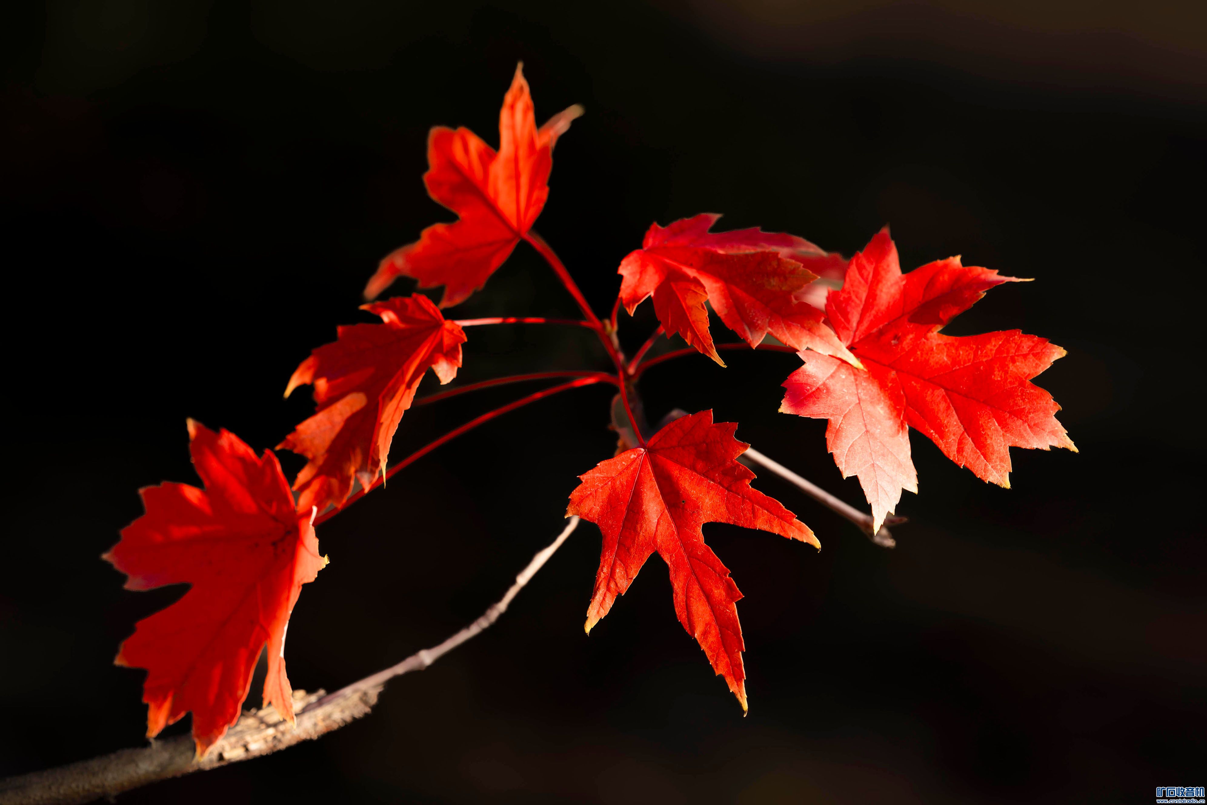 _DSC1801-ǿ-NR  4.jpg