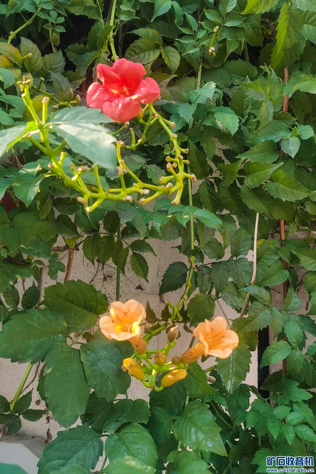 IMG_20241008_151945.jpg