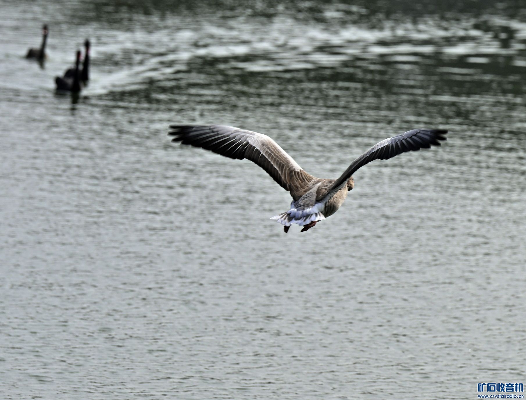 _DSC6540.JPG