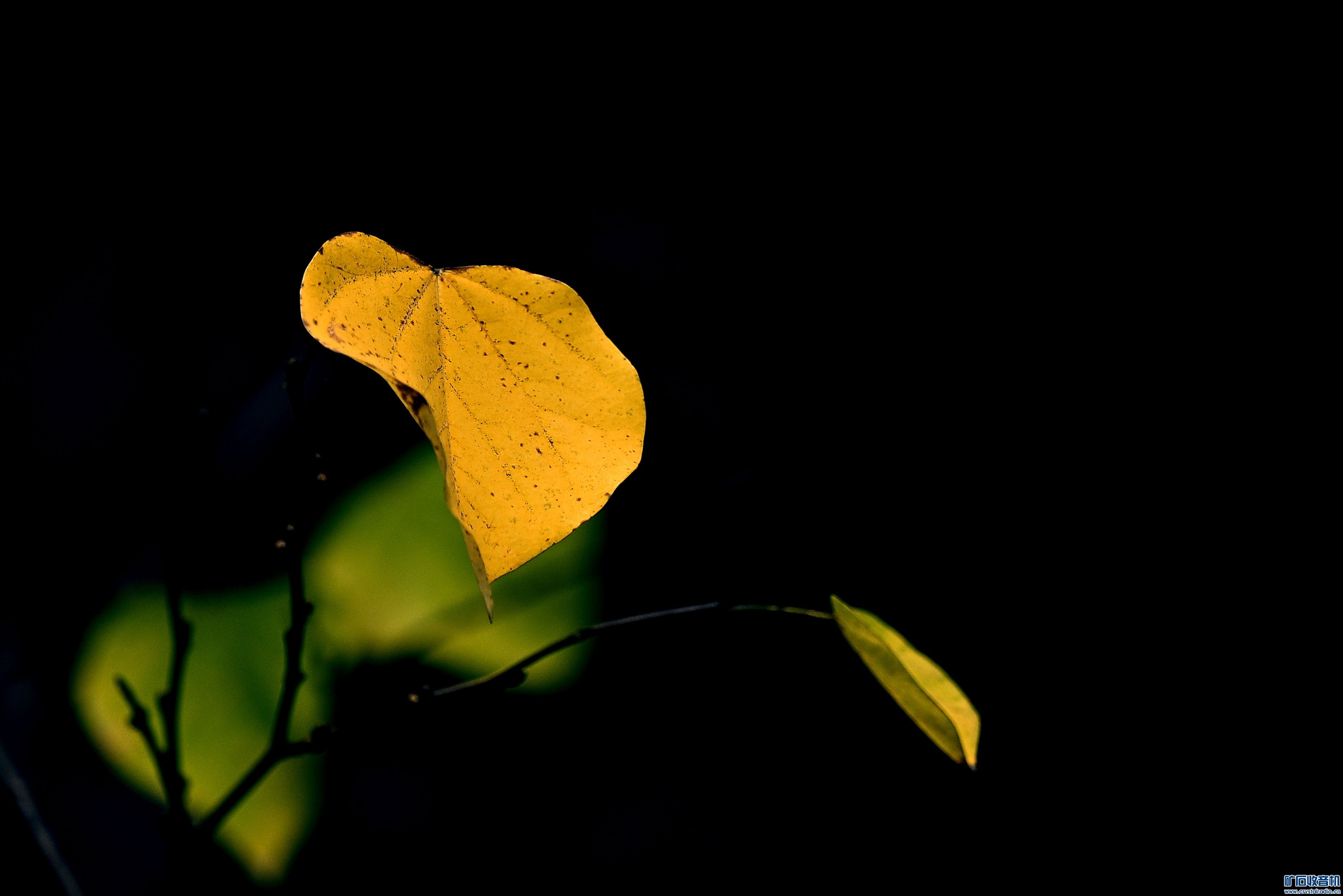 _DSC8028.JPG