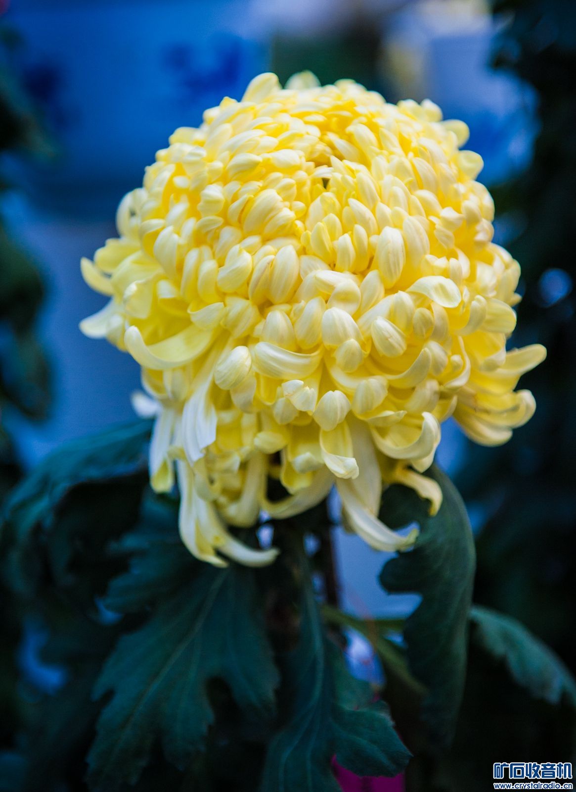 DSC_6232.JPG