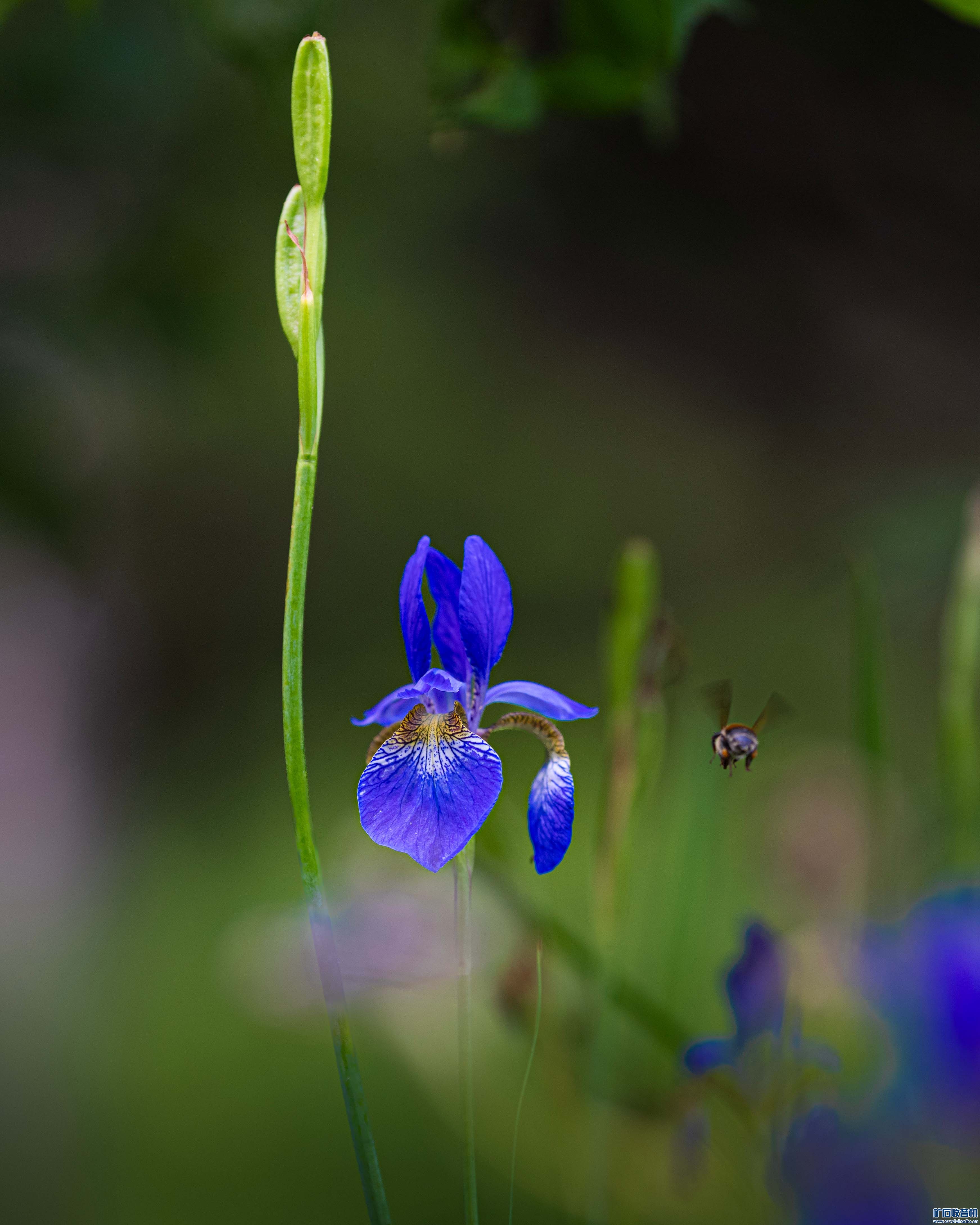 DSC_0459 .jpg