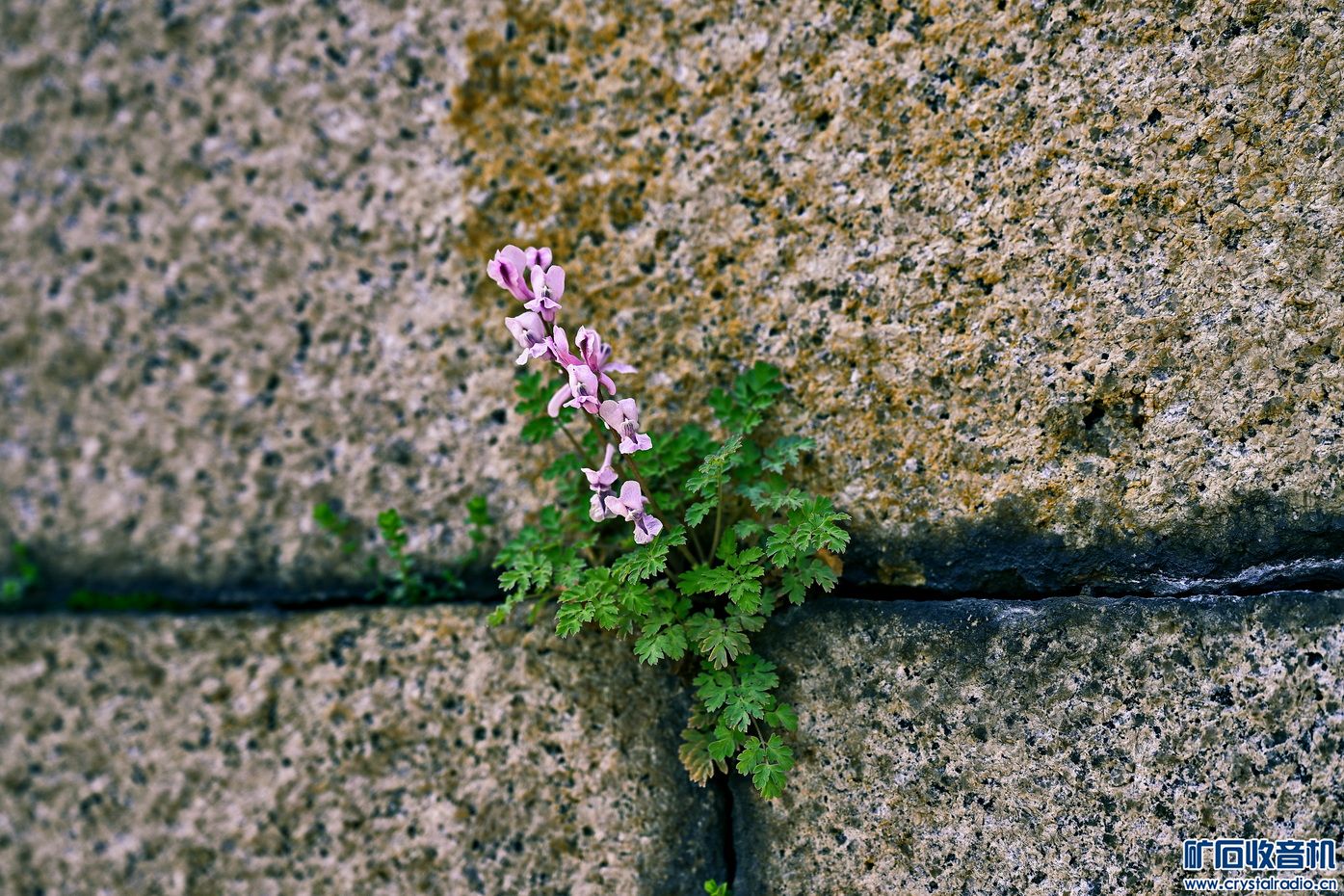 _DSC0224.JPG