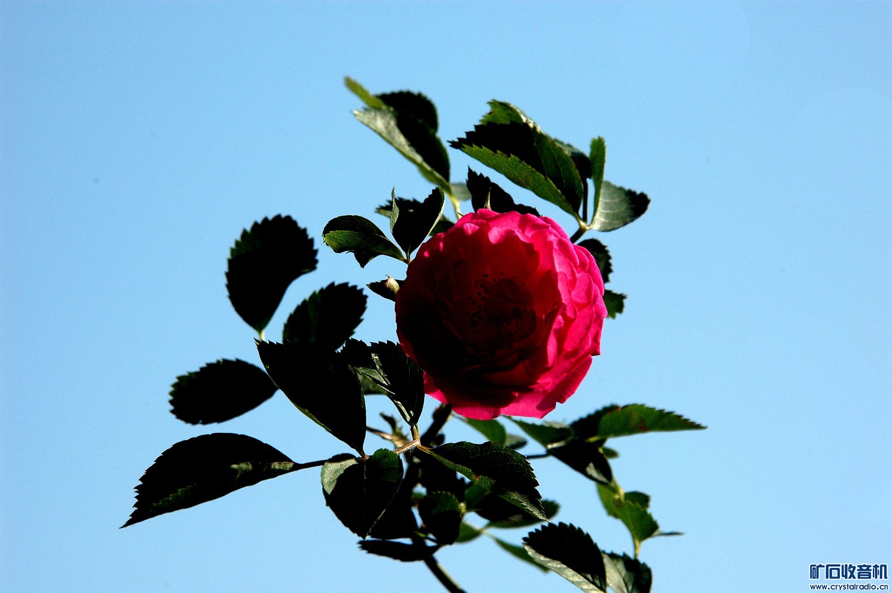 DSC_0251_.jpg