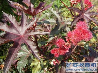 20080924_f8969e9f7c69ec60dcdeBAqN0oQ84FCc.jpg