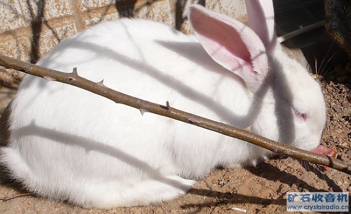 兔子吃肉吗? - 〓生活聊天板块〓 - 矿石收音机