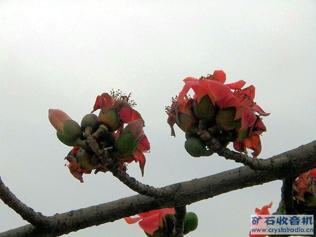 IMGP1704.JPG