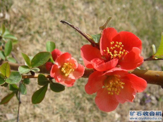 DSC00706.JPG