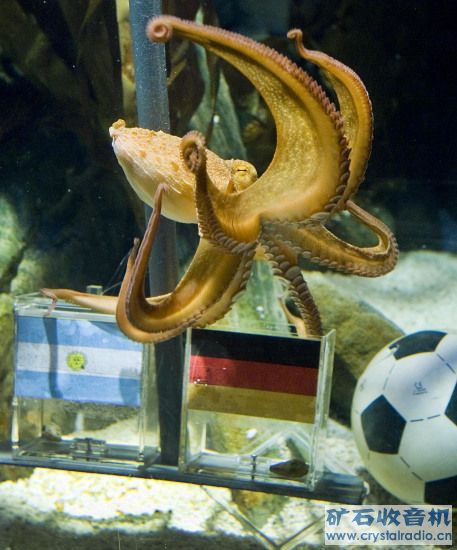 世界杯上神奇的动物预言家 - 〓生活聊天板块〓